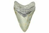 Serrated, Fossil Megalodon Tooth - North Carolina #371657-1